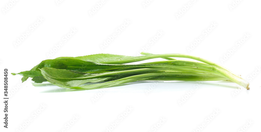 Vegetable,Culantro isolated on white background Vegetable,Culantro isolated on white background