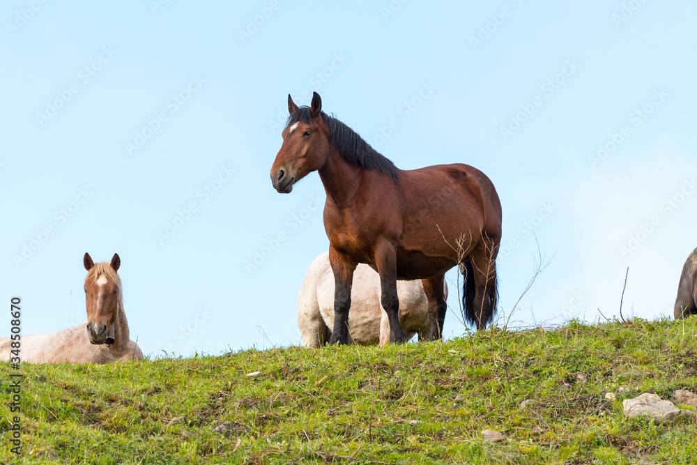 Fototapeta premium Rural stage with horses in the fields of Canillo in Andorra