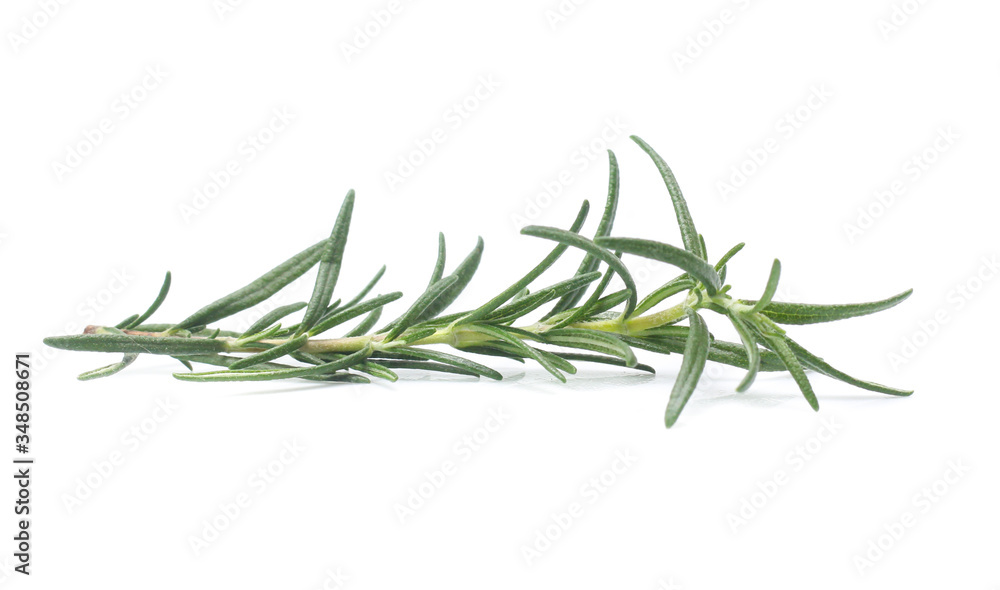 Fototapeta premium rosemary isolated on white background
