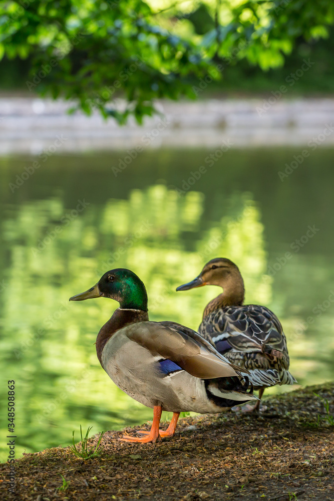 Two mallard ducks standing on a riverbank Two mallard ducks standing on a riverbank