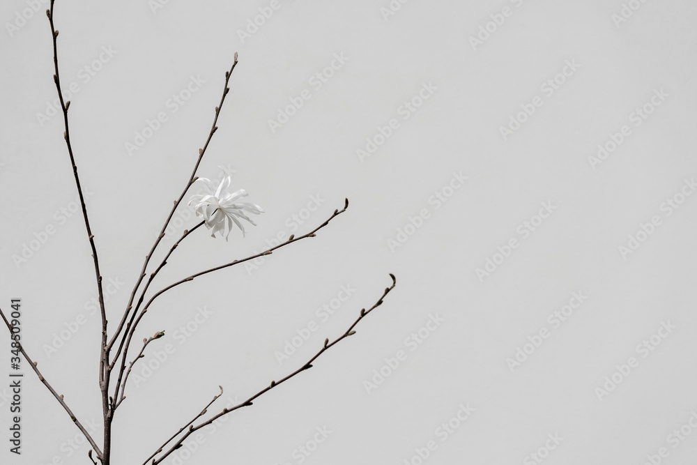 Obraz premium Early blooming white magnolia flower without leafs growing near a gray wall.