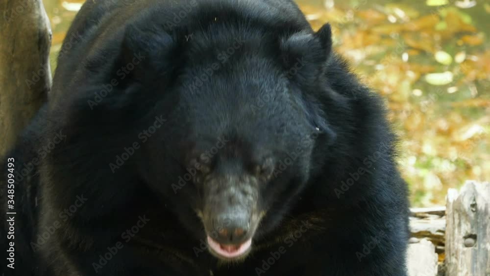 Asiatic black bear relaxing at zoo Asiatic black bear relaxing at zoo