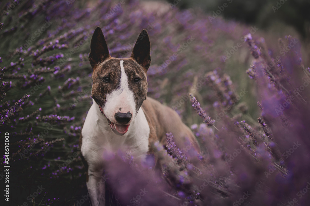 Bullterrier im Lavendelfeld Bullterrier im Lavendelfeld