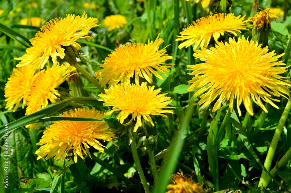 Yellow dandelion flowers (taraxacum officinale). Dandelions field background on spring. Yellow dandelion flowers (taraxacum officinale). Dandelions field background on spring.