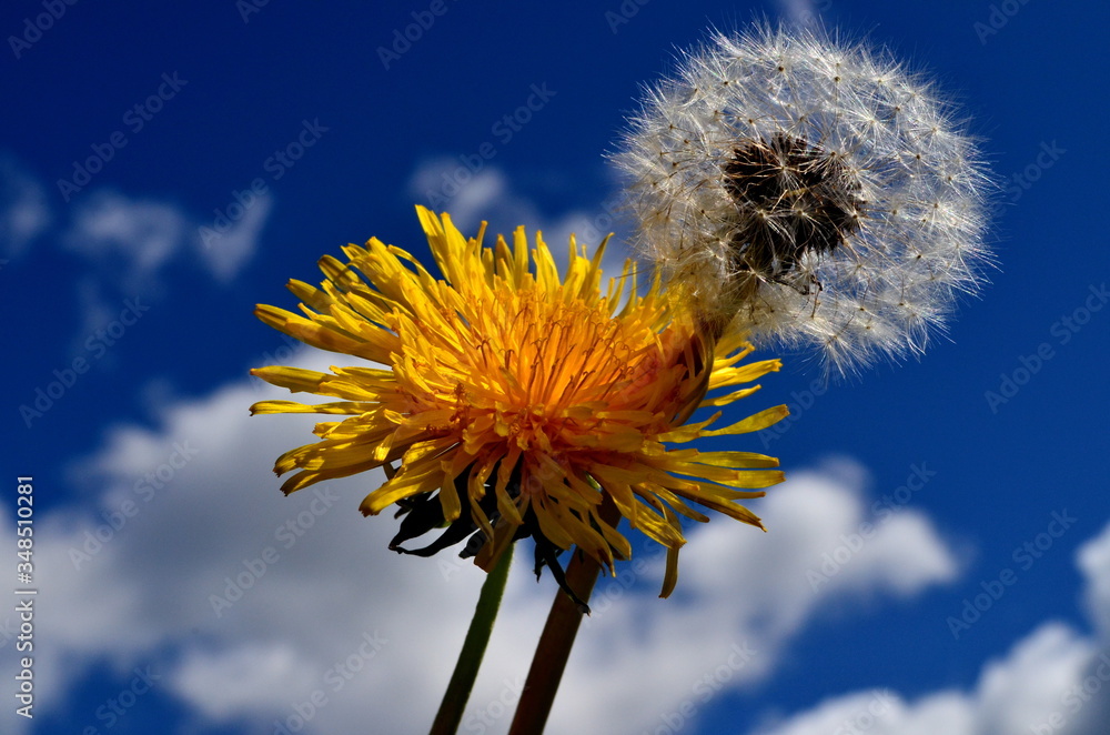 Yellow dandelion flower close-up on a background of blue sky, sunny spring day Yellow dandelion flower close-up on a background of blue sky, sunny spring day