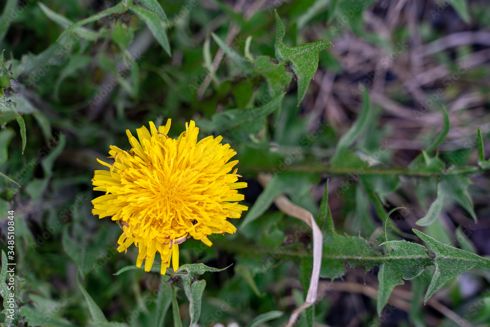Bright yellow dandelion flower is growing in the garden in spring Bright yellow dandelion flower is growing in the garden in spring