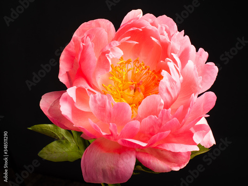 Closeup of coral peony isolated on black background photo