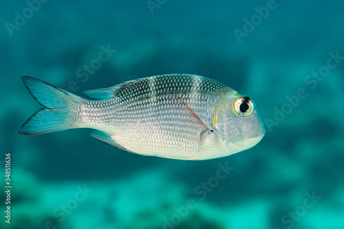 humpnose bigeye bream silvery fish photo