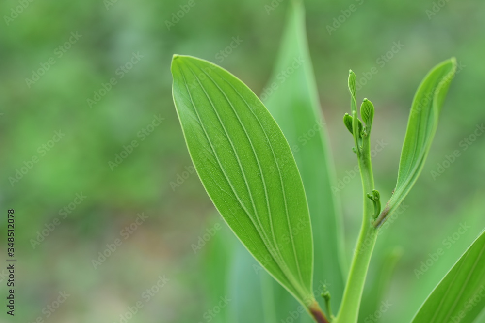 Green leaves in nature used as a background image. Green leaves in nature used as a background image.