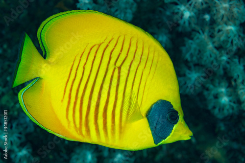 yellow and black masked butterflyfish fish