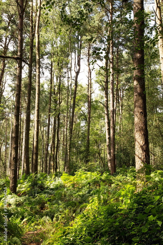 Naklejka premium walkway in the woods of surrey england