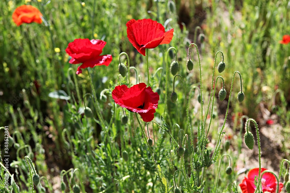 Obraz premium Siheung Tidal Valley Eco Park w Siheung-si, Gyeonggi-do, Korea