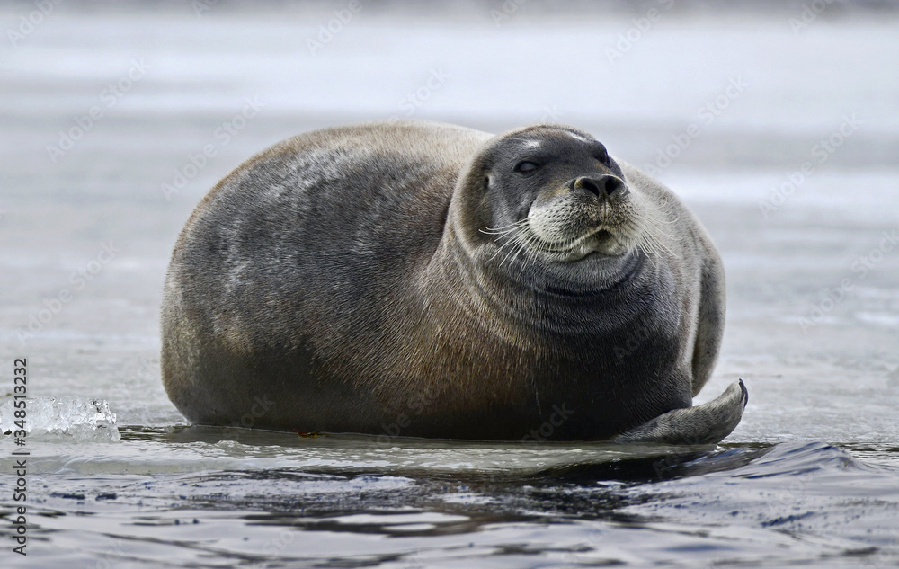 Fototapeta premium Seal resting on an ice floe. Close up. The bearded seal, also called the square flipper seal. Scientific name: Erignathus barbatus. White sea, Russia
