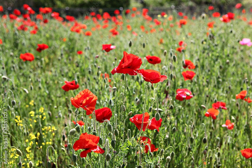 Fototapeta premium 한국 경기도 시흥시 시흥갯골생태공원 입니다