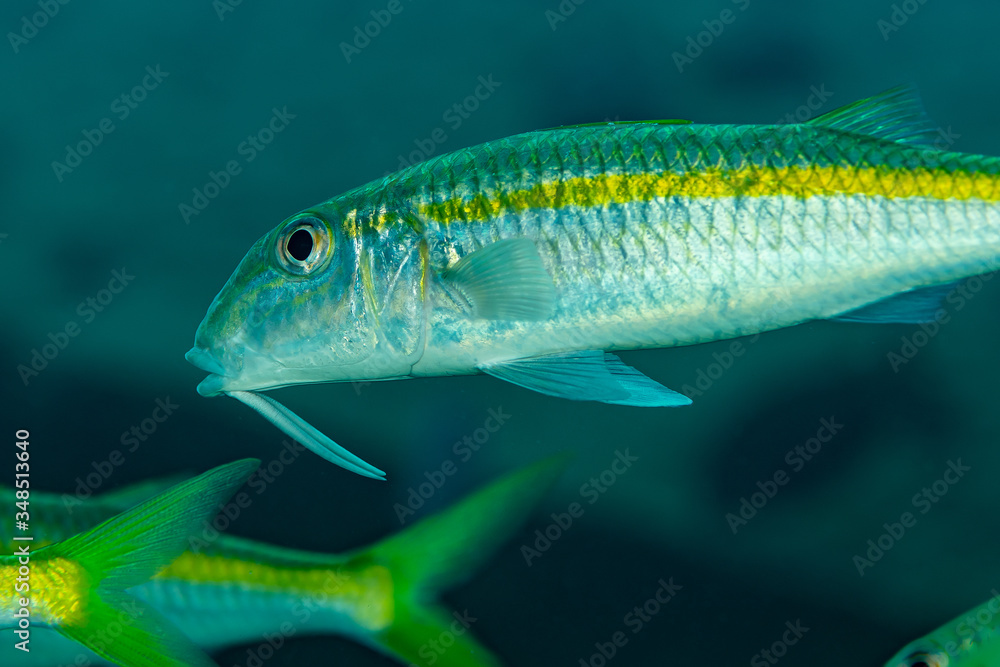 Naklejka premium school of yellowfin goatfish fish yellow