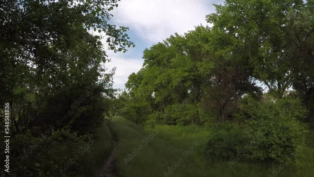 green thick grove with trees and grass green thick grove with trees and grass