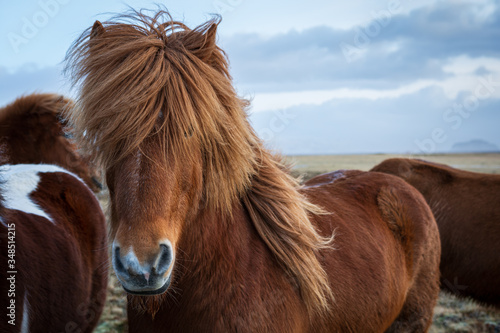 Island-Pony photo