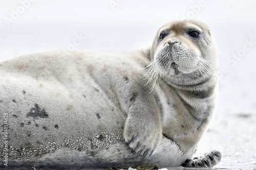 Young seal resting on an ice floe. Close up. The bearded seal, also called the square flipper seal. Scientific name: Erignathus barbatus. White sea, Russia