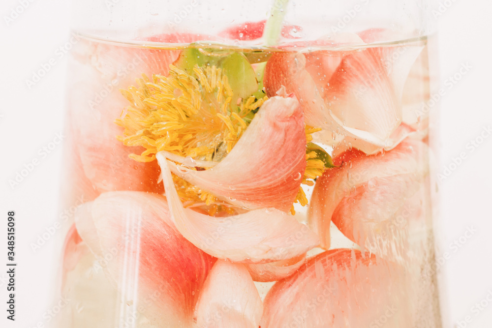 Peony petals immersed in water with air drops in glass transparent vase close up. Art and aesthetic, creative photo. Abstract pink and white background. Beautiful flower under water Peony petals immersed in water with air drops in glass transparent vase close up. Art and aesthetic, creative photo. Abstract pink and white background. Beautiful flower under water