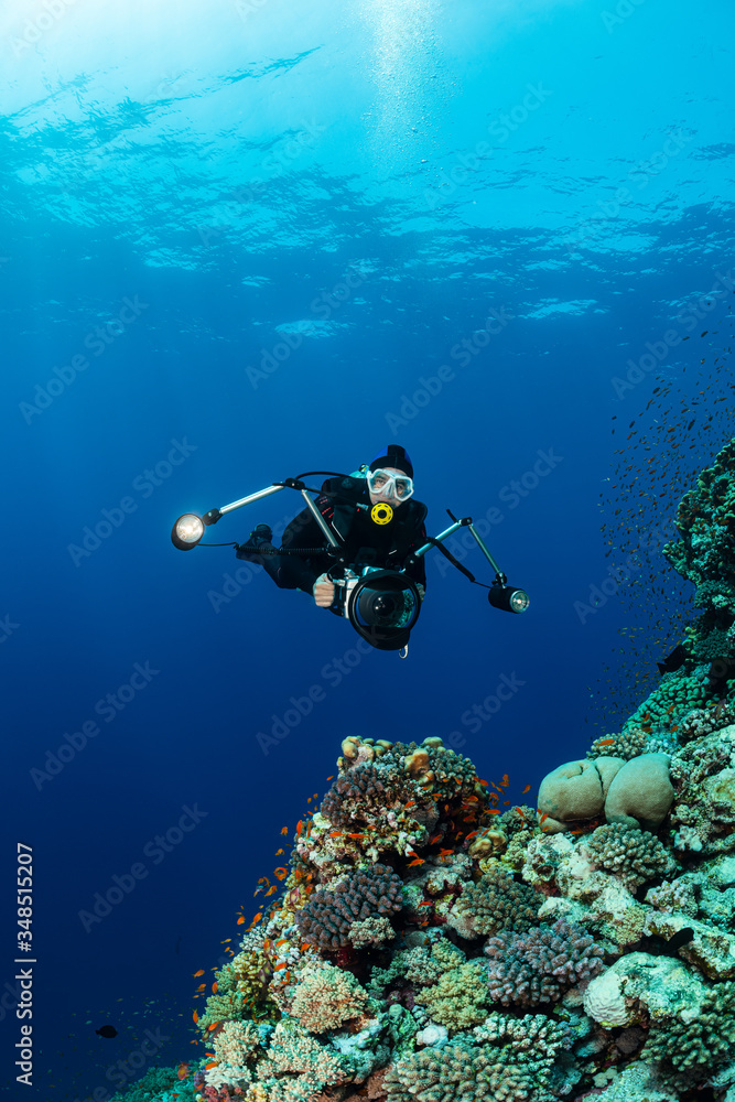 typical Red Sea tropical reef with hard and soft coral surrounded by school of orange anthias and a underwater photographer diver typical Red Sea tropical reef with hard and soft coral surrounded by school of orange anthias and a underwater photographer diver