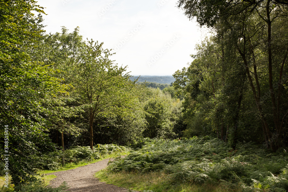 Fototapeta premium walkway in the woods of surrey england