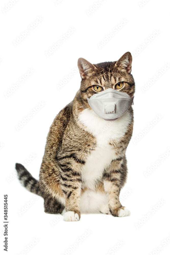 Pet cat in protective mask on white background