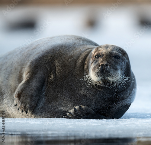 Fototapeta Naklejka Na Ścianę i Meble -  Seal resting on an ice floe. Close up. The bearded seal, also called the square flipper seal. Scientific name: Erignathus barbatus. White sea, Russia