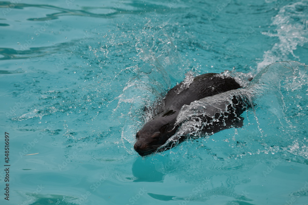 Naklejka premium Otarie dans l'eau