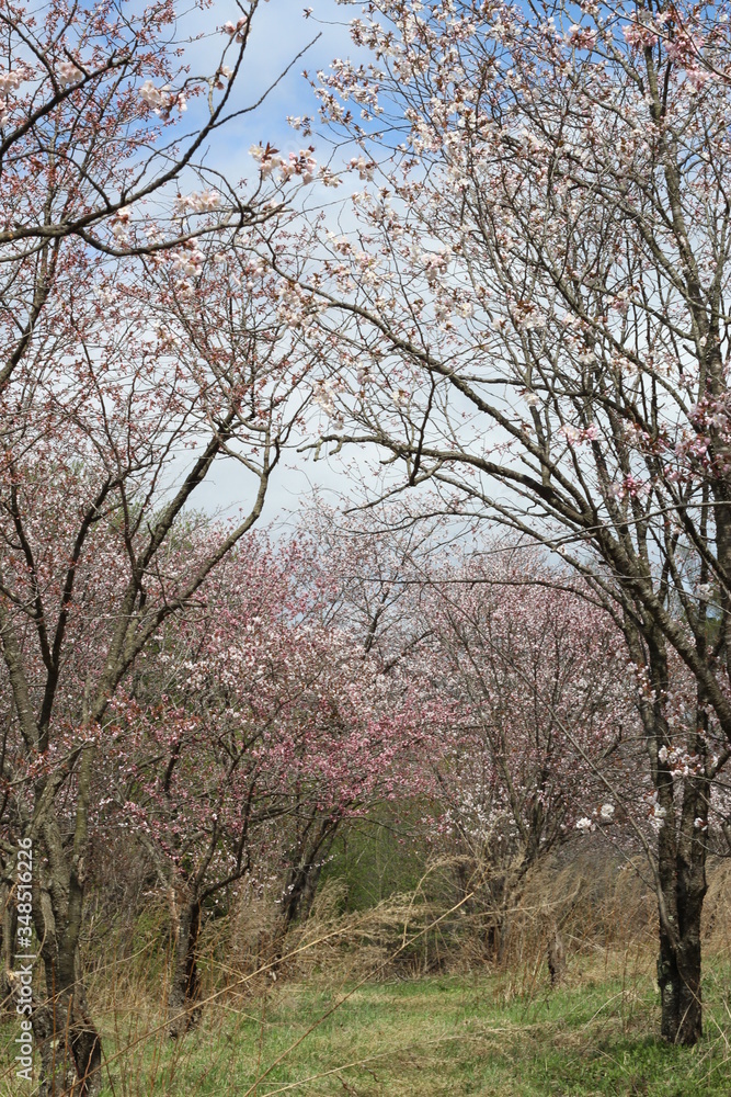 Cherry blossom in the city park Cherry blossom in the city park