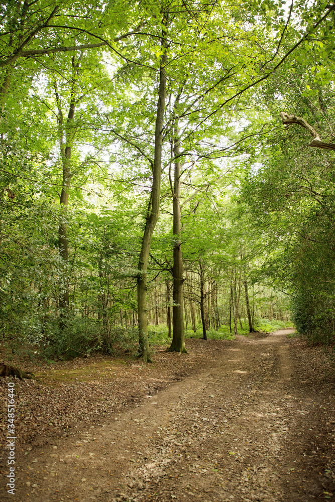 walkway in the woods of surrey england walkway in the woods of surrey england