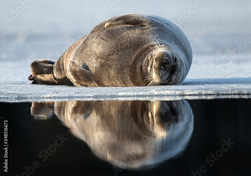 Photography Seal resting on an ice floe
