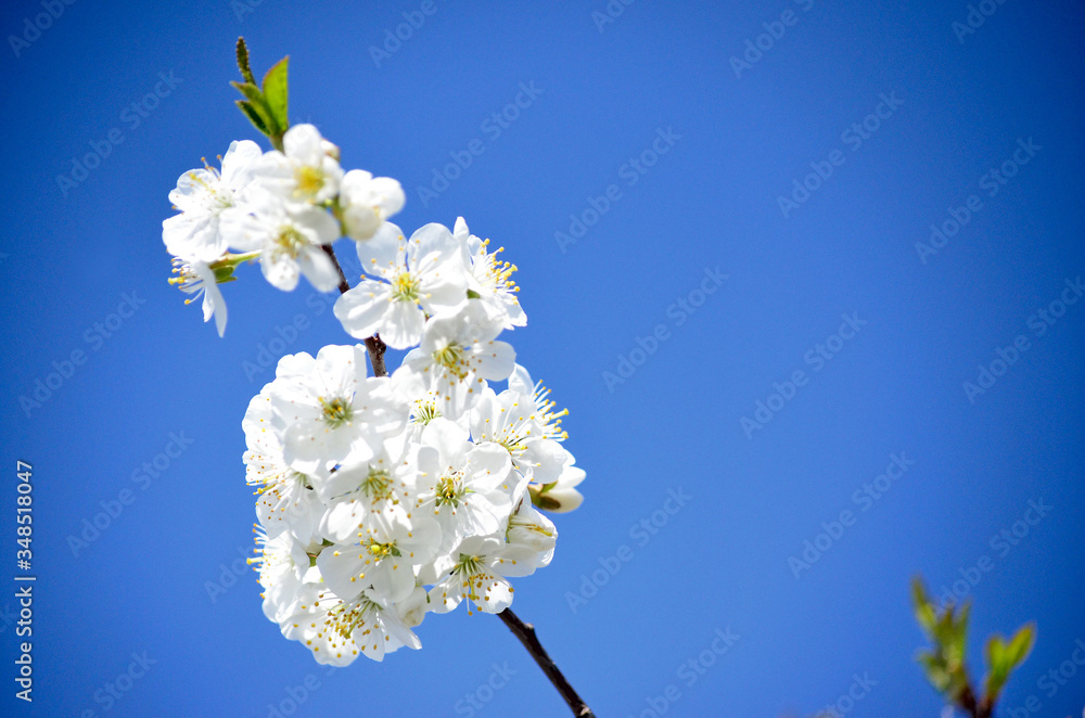 Full bloom Cherry, Spring Flower, white Cherry Flower. Isolated flowering cherry branch. Blurring background. Full bloom Cherry, Spring Flower, white Cherry Flower. Isolated flowering cherry branch. Blurring background.