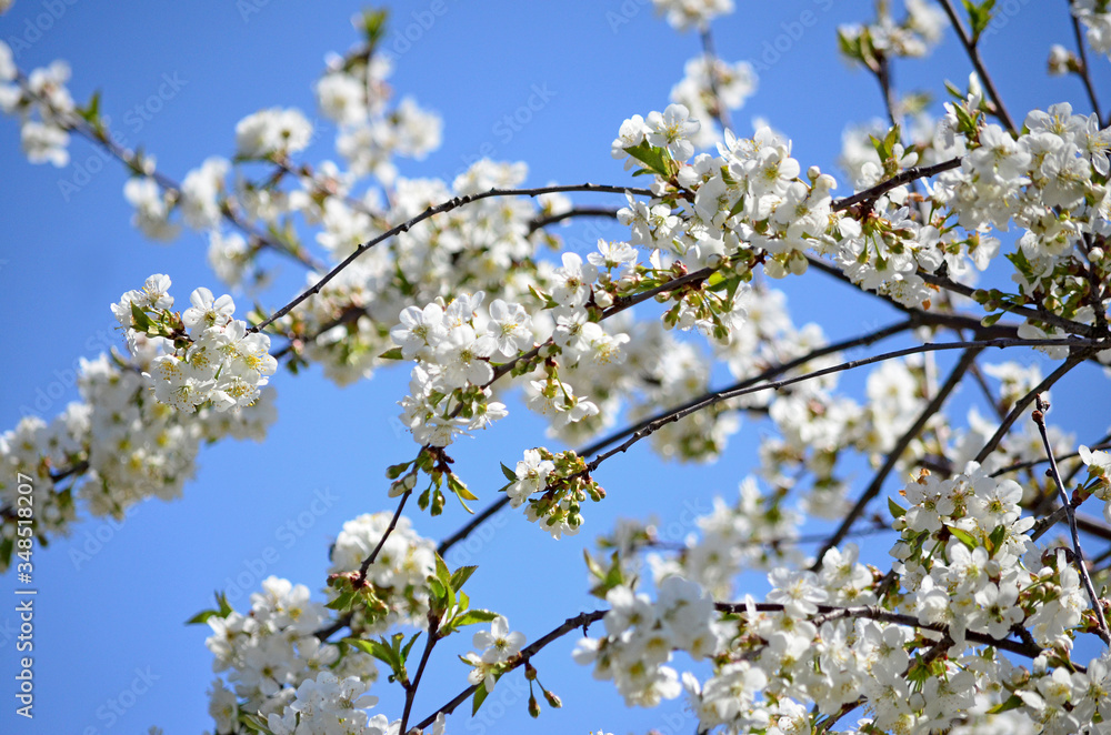 Full bloom Cherry, Spring Flower, white Cherry Flower. The branches of a blossoming tree. Blurring background.