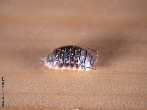 Oniscus woodlouse europe on wooden background