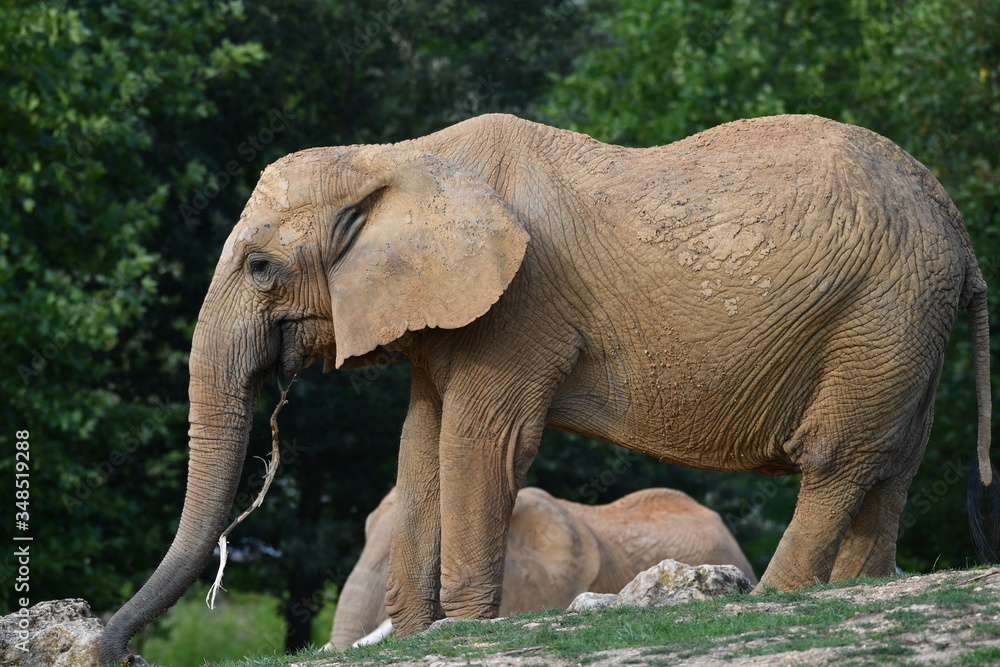 Naklejka premium Eléphants 