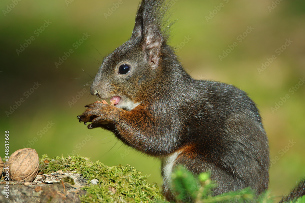 Fototapeta premium Eichhörnchen (Sciurus vulgaris)