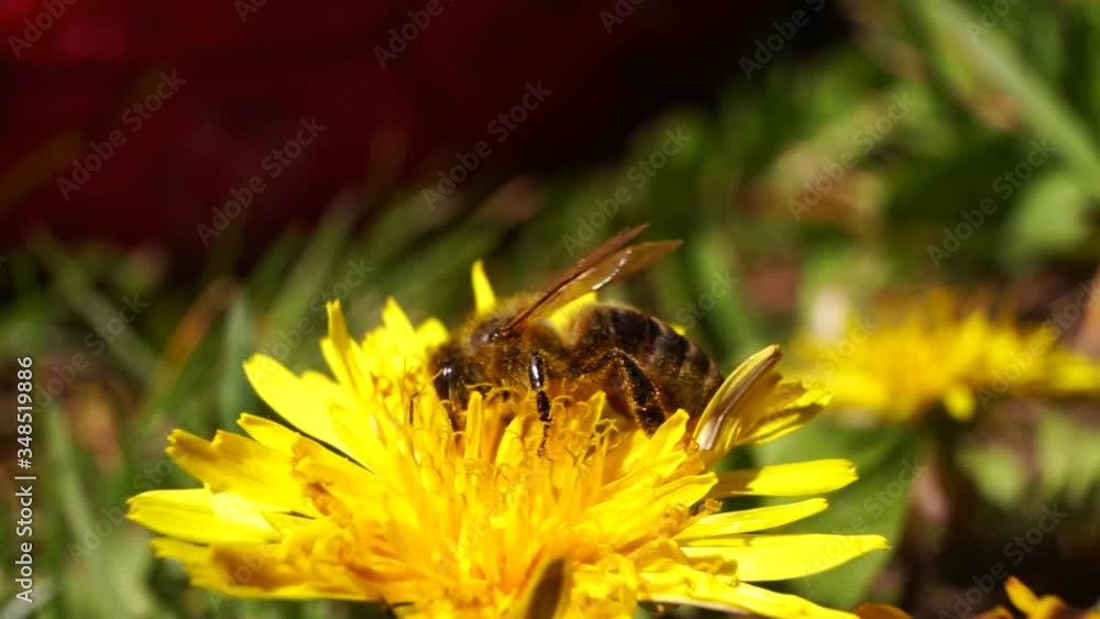 Close up with a flying bee gathering pollen flower from a yellow flower outside in a garden. Close up with a flying bee gathering pollen flower from a yellow flower outside in a garden.