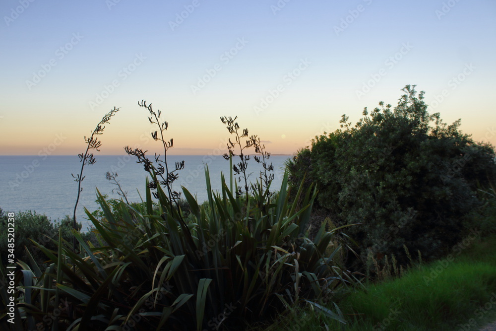 Sonnenuntergang am Meer mit Silhouette vom Gras NZ Sonnenuntergang am Meer mit Silhouette vom Gras NZ