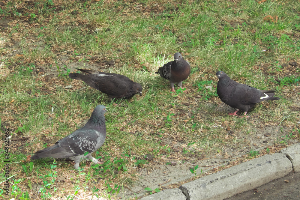 Obraz premium Four pigeons on the lawn. Birds on the grass.