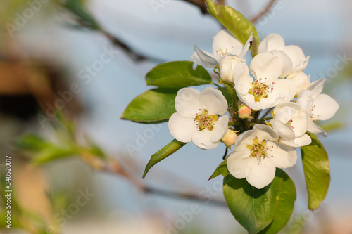 Close-up of flowers of apple tree on branch. white inflorescences on a tree.