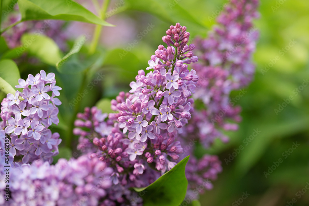 pink lilac flowers on a branch pink lilac flowers on a branch