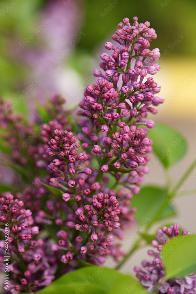 Obraz premium close up of a lilac