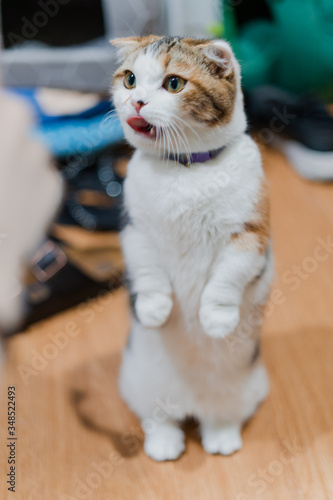 Cat stand up lovely and cute moment