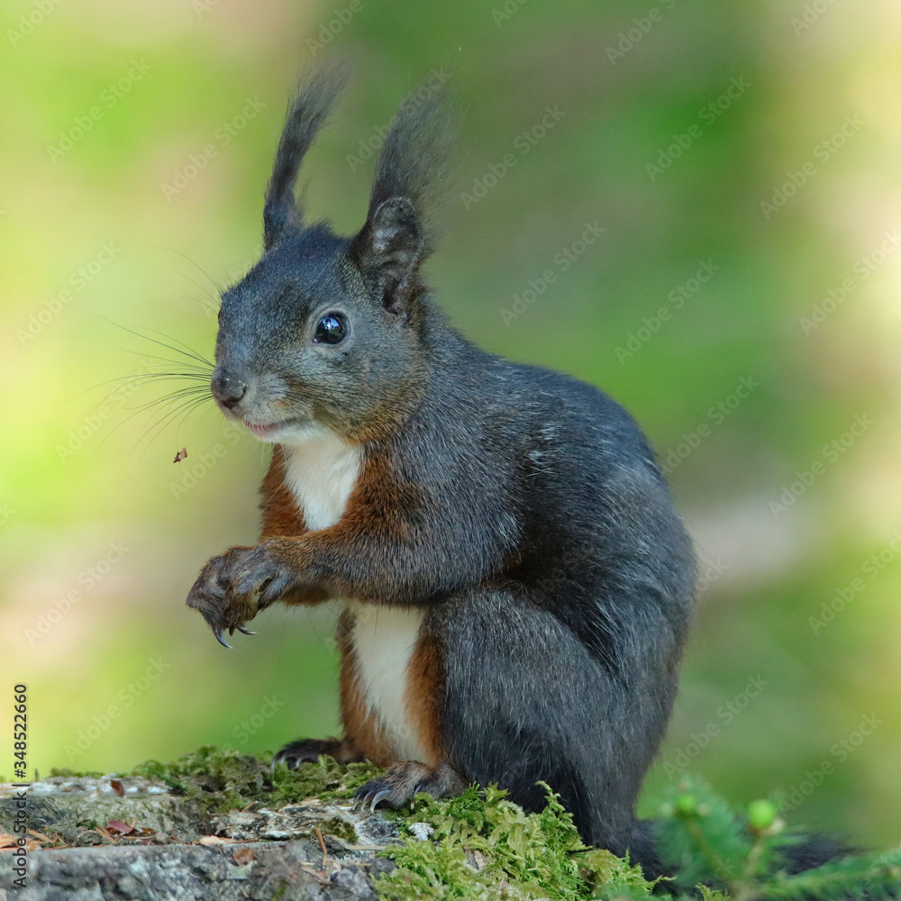 Eichhörnchen (Sciurus vulgaris) Eichhörnchen (Sciurus vulgaris)