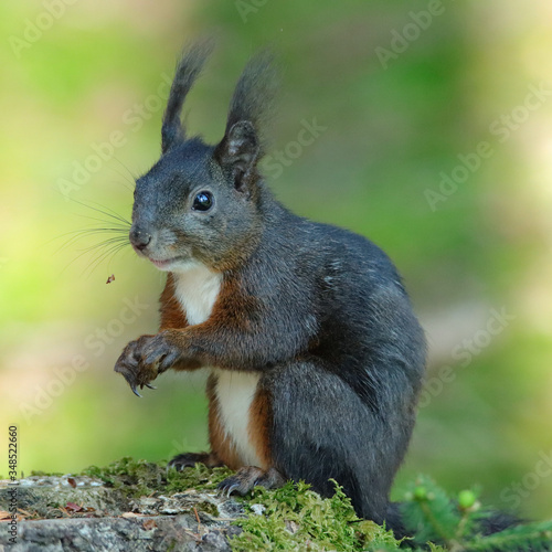 Eichhörnchen (Sciurus vulgaris) © MerkAngela.WH