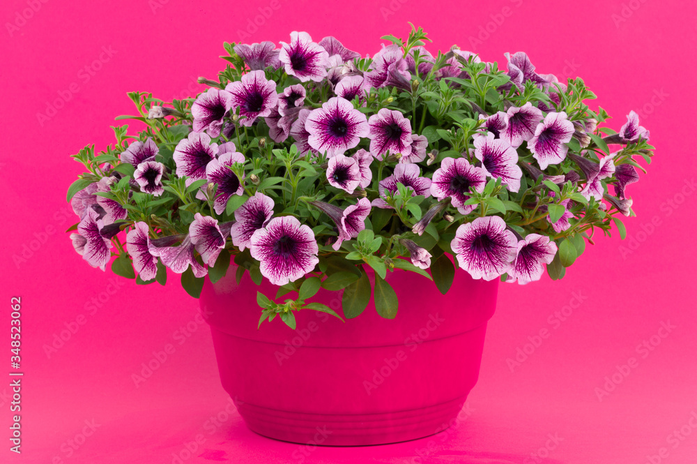 Beautiful bouquet of flowers surfinia  in a pot isolated on a white background.