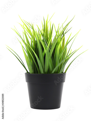 green grass in a pot isolated on white