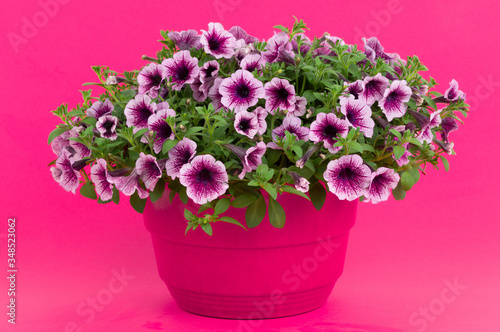 Wallpaper Mural Beautiful bouquet of flowers surfinia  in a pot isolated on a white background. Torontodigital.ca