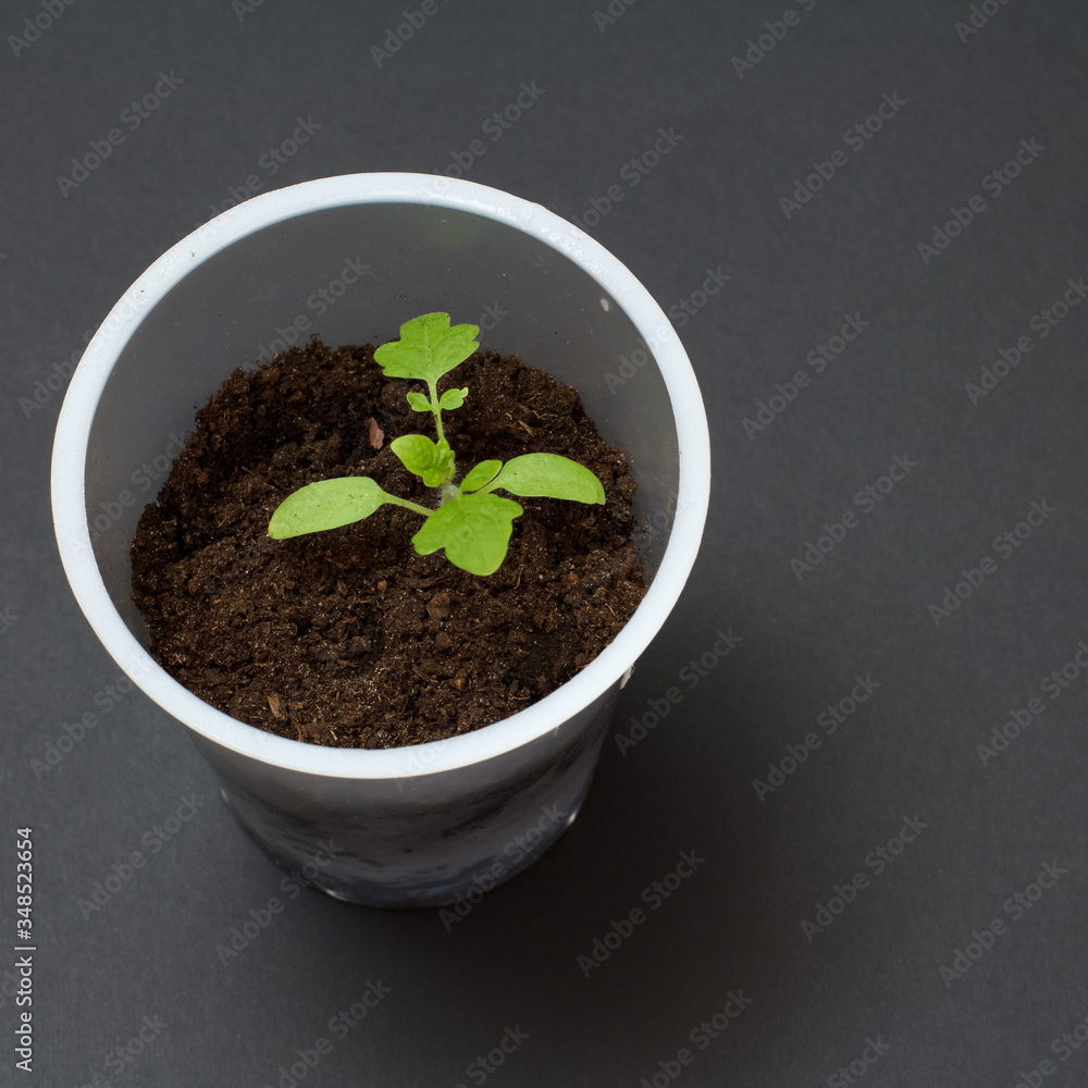 Close-up a can with a green tomato seedling. Close-up a can with a green tomato seedling.