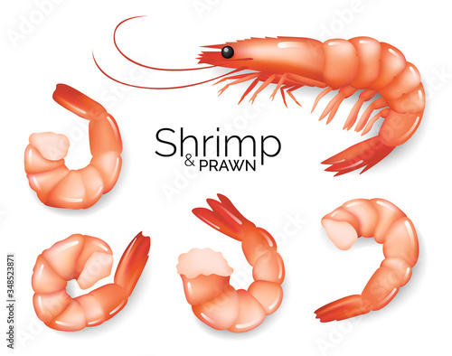 Realistic shrimp set isolated on white background, prawns fresh sea food appetizer, vector illustration.